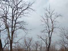 छत्तीसगढ़ का‘छोटा कश्मीर’ओलों की सफेद चादर से ढका ओढ़ आममोरा ग्राम, DFO ने जारी किए हैरान करने वाले फोटो-वीडियो