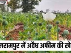बलरामपुर में 5 एकड़ खेत में मिली अफीम की फसल:झारखंड के लोग कर रहे थे खेती; दुर्ग में आरोपी-विनायक के भाई की दुकान ढही