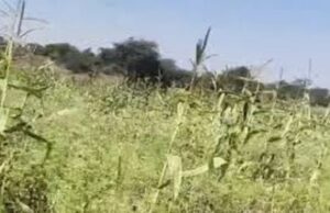 अफीम सिंडिकेट पर बड़ी कार्रवाई: मास्टरमाइंड गिरफ्तार, एक-एक कर खुल रही परतें