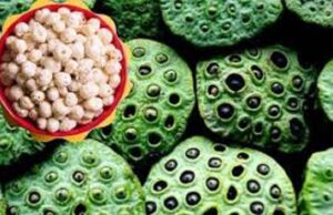 धमतरी बनेगा मखाना हब: नगरी क्षेत्र की अनुकूल जलवायु से मखाना उत्पादन बढ़ेगा, किसानों की आय में होगा इजाफा