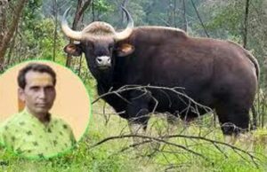 बायसन के हमले से एक ग्रामीण की मृत्यु, दो घायल – मृतक के परिजनों को तत्काल सहायता राशि प्रदान