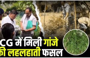 छत्तीसगढ़ में गांजे खेती का बड़ा खुलासा! – जशपुर जिले में गांजे की खेती का बड़ा खुलासा, पुलिस ने खेतों में लहलहाती फसल की जब्त