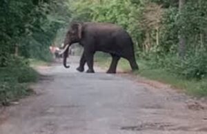 बारनवापारा अभ्यारण्य क्षेत्र में दंतैल हाथी के हमले में एक ग्रामीण की मृत्यु, वन विभाग द्वारा हाई अलर्ट जारी