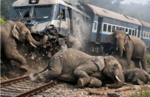 बंगाल में रेल हादसे में 3 हाथियों की मौत, ट्रैक पार करते समय आई ट्रेन, फिर घंटों बाधित रही आवाजाही