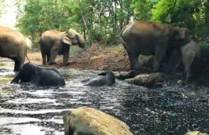 उदंती सीतानदी टाइगर रिजर्व जंगल में जल क्रीड़ा करते दिखा गजराजों का अनोखा अंदाज