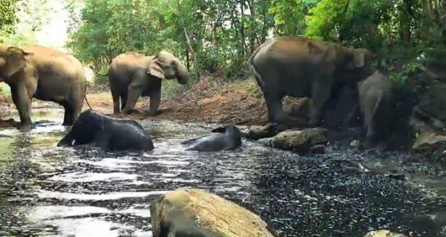 hathi