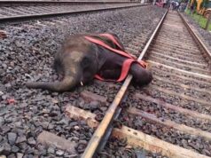 रेल हादसे का शिकार हाथी हार गया जिंदगी की जंग, इलाज के दौरान मौत