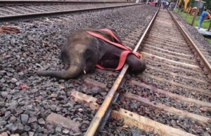 रेल हादसे का शिकार हाथी हार गया जिंदगी की जंग, इलाज के दौरान मौत