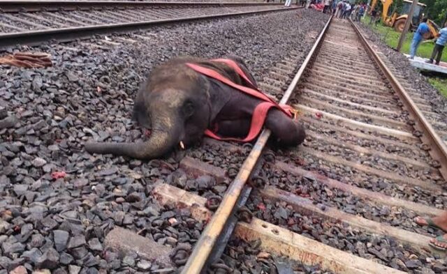hathi