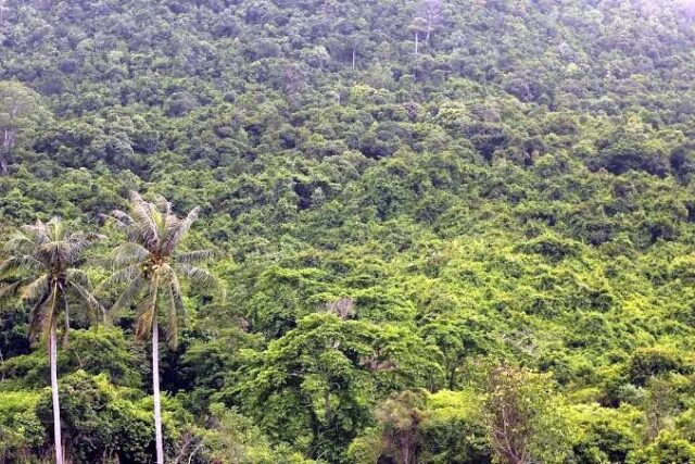 jangal