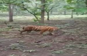 बाघ शिकार मामले में बड़ी कार्रवाई, इंद्रावती टाइगर रिजर्व के 3 वनकर्मी निलंबित, जांच जारी