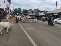 NH-130C पर पिकअप ने दो बैलों को मारी टक्कर, एक की मौत”