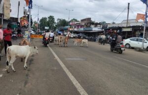 NH-130C पर पिकअप ने दो बैलों को मारी टक्कर, एक की मौत”