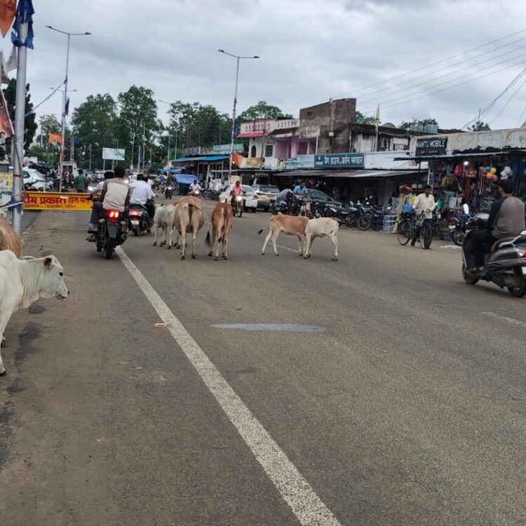 NH-130C पर पिकअप ने दो बैलों को मारी टक्कर, एक की मौत”