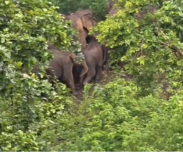 hathi