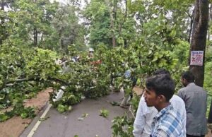 गरियाबंद – NH-130C पर फिर आफत! बीच सड़क गिरा विशालकाय पेड़, दोनों ओर लगा वाहनों का लंबा जाम