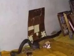सावन में घर पहुंचा नाग, पहले तोते को डसा, फिर भगवान की मूर्तियों के बीच फन फैलाकर बैठा