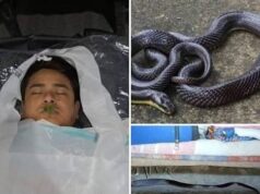 कॉमन करैत का आतंक: सो रहे शख्स को डसा, इलाज से पहले हुई मौत