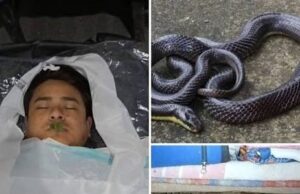 कॉमन करैत का आतंक: सो रहे शख्स को डसा, इलाज से पहले हुई मौत