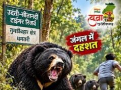 जंगल में 4 भालुओं ने दो युवकों पर किया हमला, एक ने भागकर बचाई जान, दूसरा गंभीर घायल