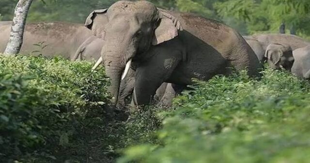 hathi 2