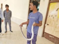 सांपों को बचाने वाले मनीष पाटिल की सांप ने डसा, मौत हो गई