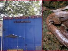 बारिश के साथ बढ़ा सांप काटने का खतरा, जानिए स्नेक बाइट पर क्या करें और क्या नहीं, बचाव के भी उपाय