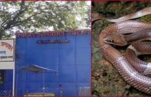 बारिश के साथ बढ़ा सांप काटने का खतरा, जानिए स्नेक बाइट पर क्या करें और क्या नहीं, बचाव के भी उपाय