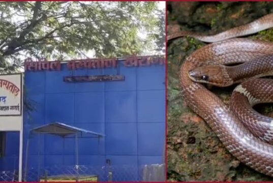 बारिश के साथ बढ़ा सांप काटने का खतरा, जानिए स्नेक बाइट पर क्या करें और क्या नहीं, बचाव के भी उपाय
