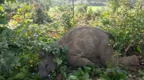 hathi